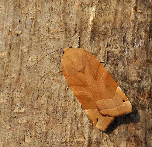 Noctua fimbriata